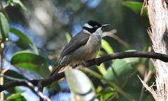 Melithreptus validirostris