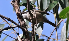 Melithreptus validirostris