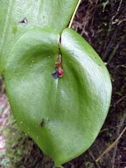 Pleurothallis cordata