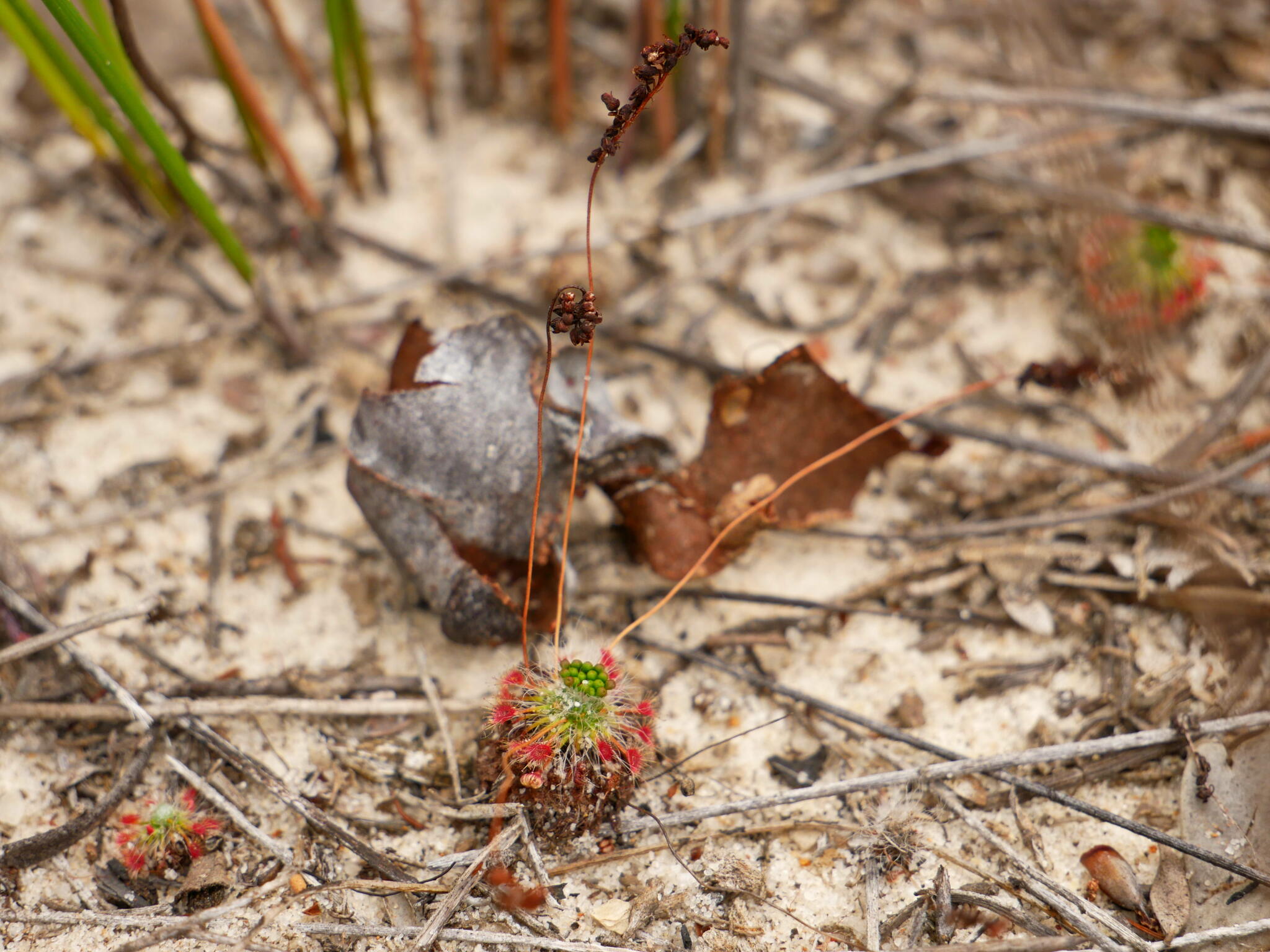 Drosera sargentii Lowrie & N.G.Marchant 2