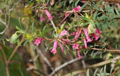 Epacris impressa