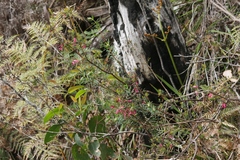 Epacris impressa