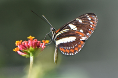 Heliconius atthis