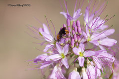 Pseudomethoca propinqua