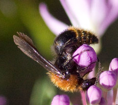 Pseudomethoca propinqua