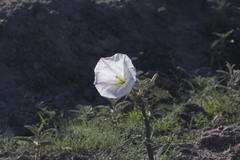 Datura ceratocaula