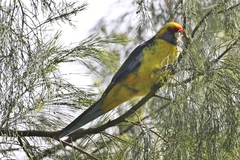Platycercus caledonicus