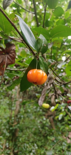 Eugenia uniflora
