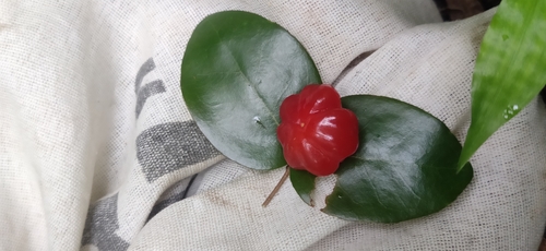 Eugenia uniflora