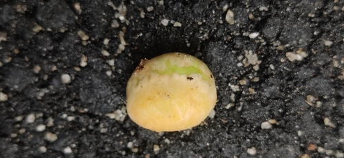 Eugenia uniflora