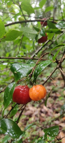Eugenia uniflora
