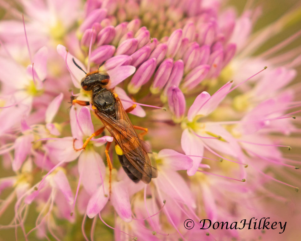 Bumble Bee Wolf