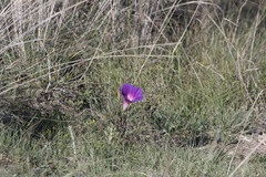 Ipomoea stans