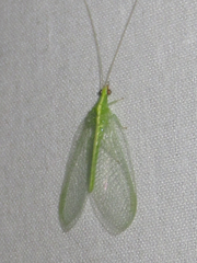 Chrysoperla pudica-group