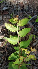 Nothofagus glauca
