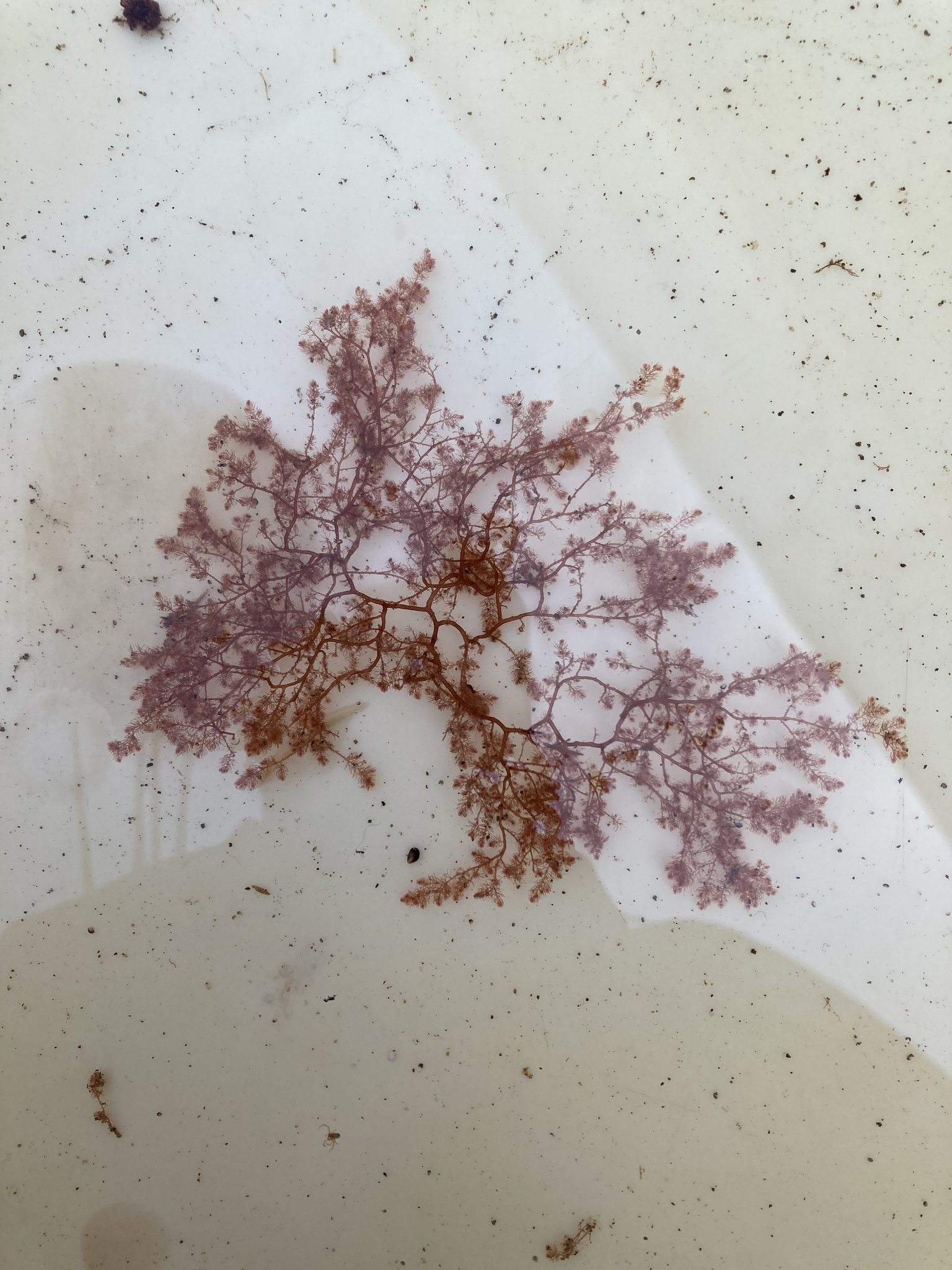 Dasya corymbifera