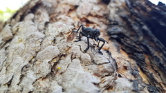 Aegorhinus superciliosus