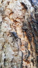 Aegorhinus superciliosus