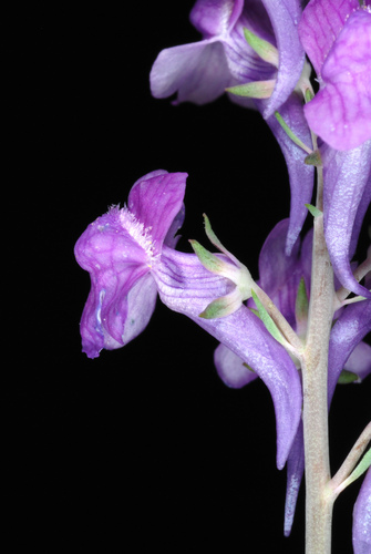 Linaria purpurea