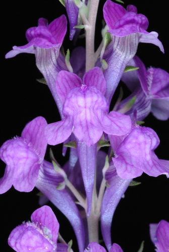 Linaria purpurea