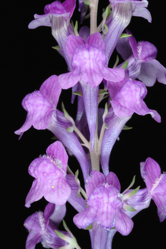 Purple Toadflax