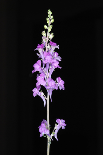 Linaria purpurea