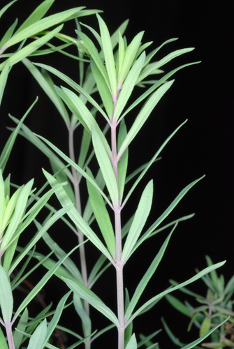 Linaria purpurea