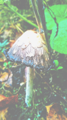Coprinus comatus