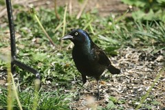 Quiscalus quiscula versicolor