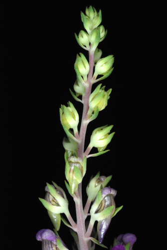 Linaria purpurea