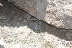 Neotoma mexicana tenuicauda