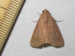 Anomis illita