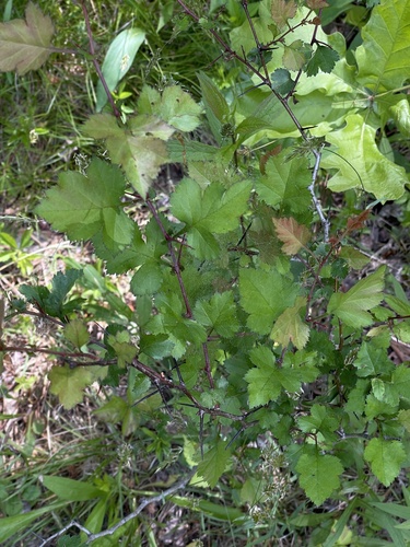Washington hawthorn (Crataegus phaenopyrum)