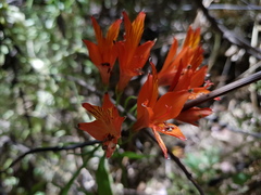 Alstroemeria ligtu
