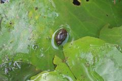 Lymnaea