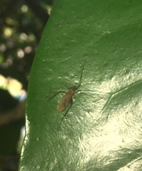 Amphineurus insulsus