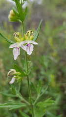 Teucrium bicolor
