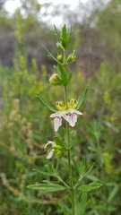 Teucrium bicolor