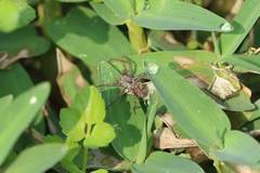 Pardosa pseudoannulata