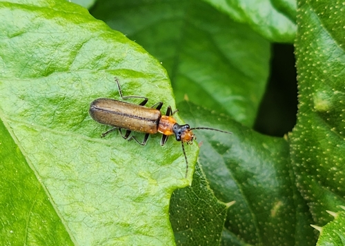 iNaturalist observation photo of Dichelotarsus cavicollis