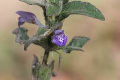 Hygrophila pogonocalyx