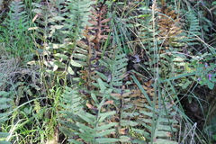 Phlebodium araneosum