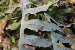 Phlebodium araneosum