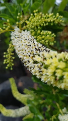 Escallonia pulverulenta