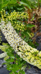 Escallonia pulverulenta