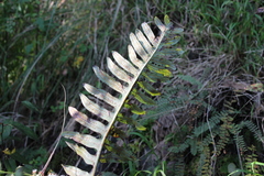 Phlebodium araneosum