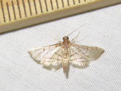 Marasmia