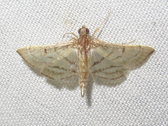 Marasmia
