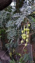 Sophora macrocarpa