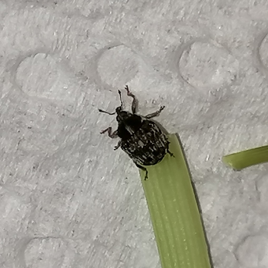 Spikethorn Weevil